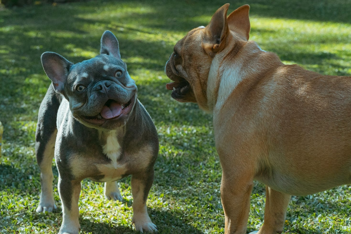 Common French Bulldog Myths Debunked by Experts