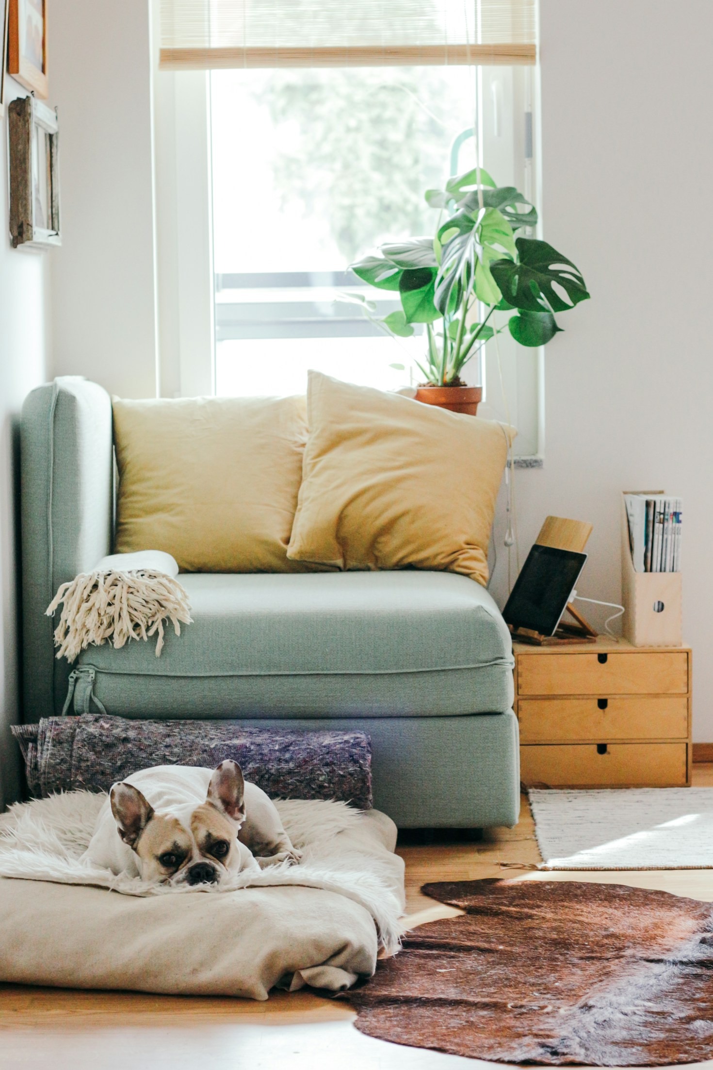Preparing Your Home for a New Frenchie Puppy
