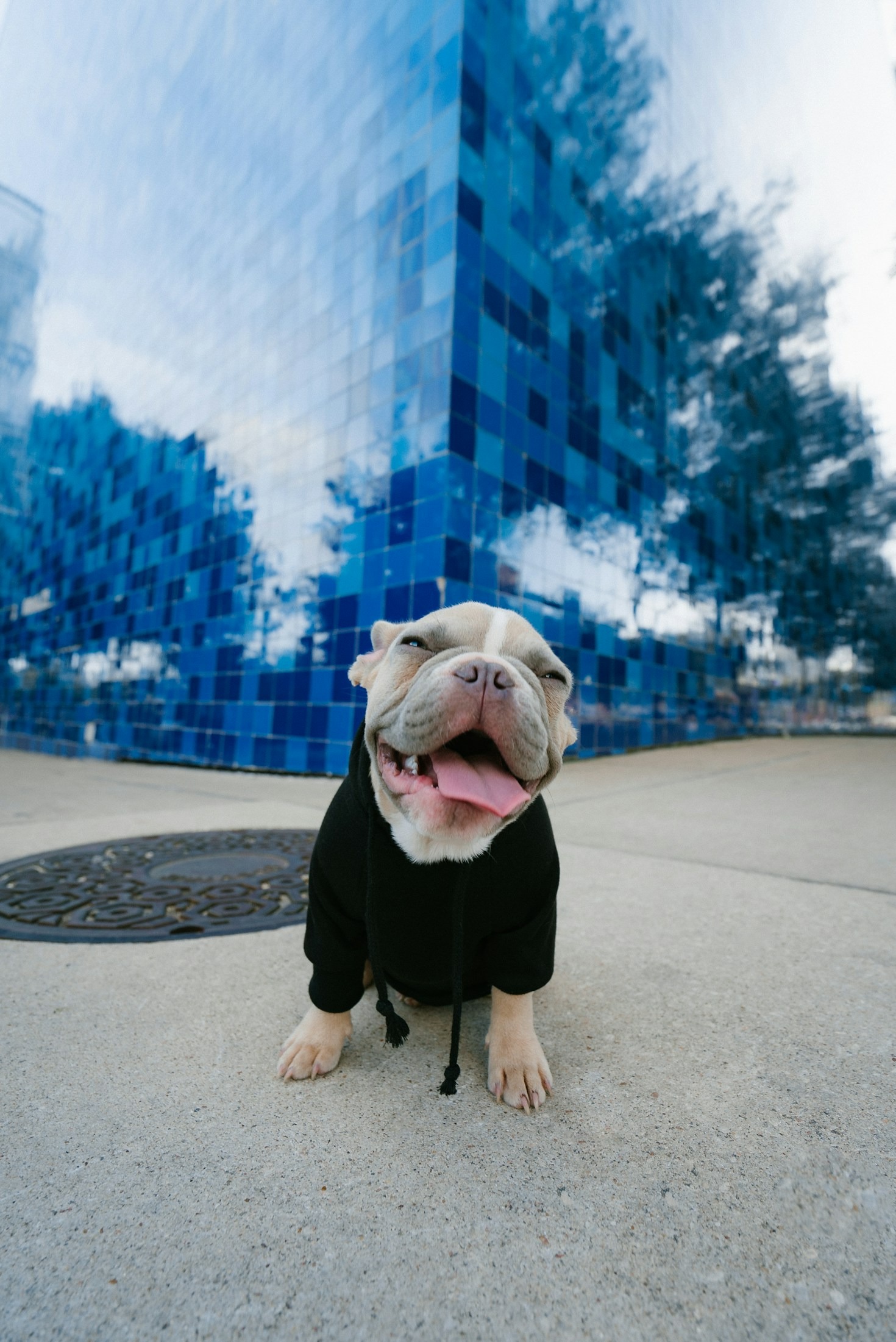Understanding the True Personality of French Bulldogs