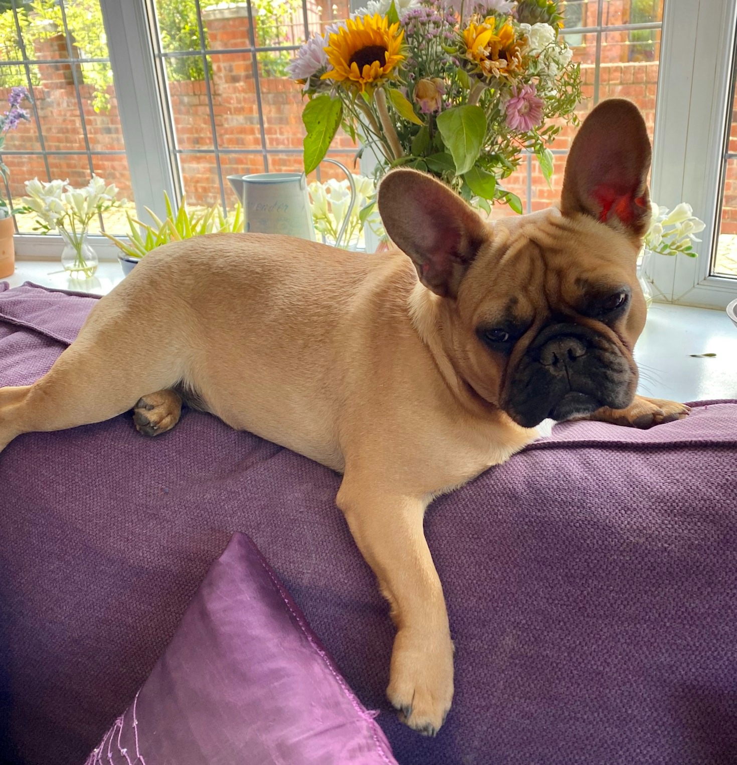 How to Handle Seasonal Care for Brachycephalic Breeds