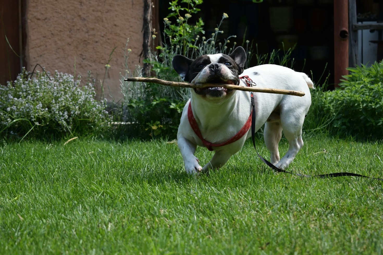 Top Training Strategies for Stubborn French Bulldogs