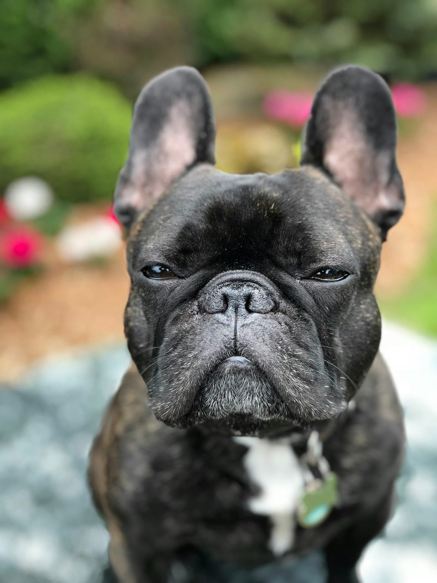 A Complete Vet-Approved Checklist for Bulldog Owners